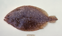 Pseudorhombus arsius