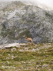 Rupicapra pyrenaica parva