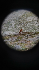 Rupicapra pyrenaica parva