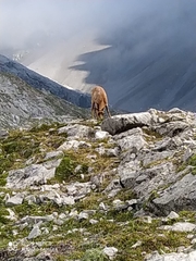 Rupicapra pyrenaica parva