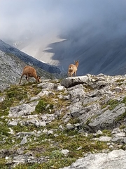 Rupicapra pyrenaica parva