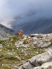 Rupicapra pyrenaica parva