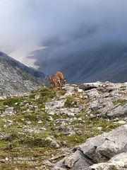 Rupicapra pyrenaica parva