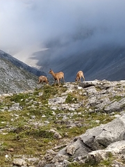 Rupicapra pyrenaica parva