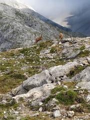 Rupicapra pyrenaica parva