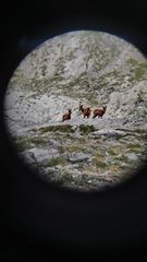 Rupicapra pyrenaica parva