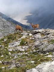 Rupicapra pyrenaica parva