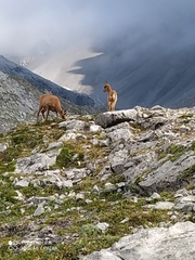 Rupicapra pyrenaica parva