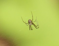 Leucauge regnyi
