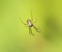 Leucauge regnyi