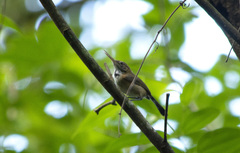 Ramphocaenus melanurus