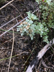 Spyridium cinereum