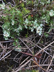 Spyridium cinereum