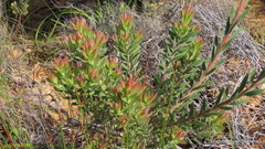Leucadendron loeriense