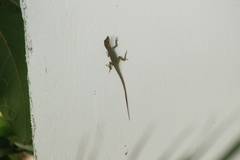 Anolis sabanus