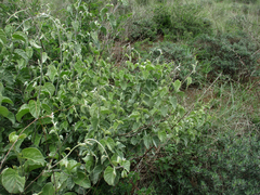 Ipomoea verbascoidea
