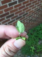 Scutellaria parvula australis