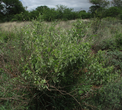 Ipomoea verbascoidea