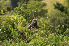 Iguana iguana melanoderma
