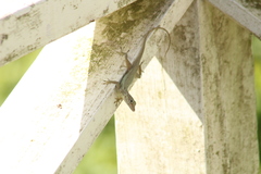 Anolis sabanus