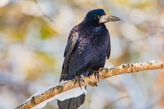 Corvus frugilegus