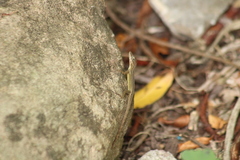 Anolis sabanus