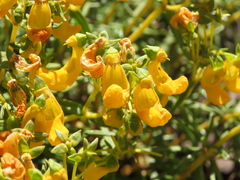 Calceolaria hypericina