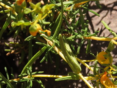 Calceolaria hypericina