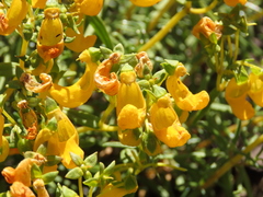 Calceolaria hypericina