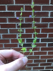 Scutellaria parvula australis