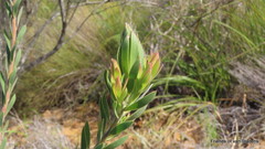 Leucadendron loeriense