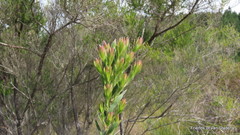 Leucadendron loeriense