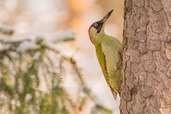 Picus viridis