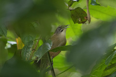 Pheugopedius genibarbis