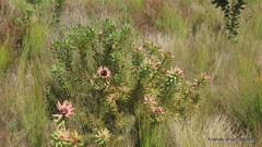 Leucadendron orientale