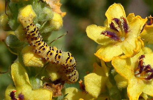 Cucullia lychnitis
