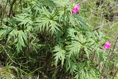 Paeonia veitchii