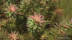 Leucadendron orientale