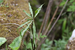 Arisaema ciliatum