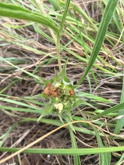 Crabbea angustifolia