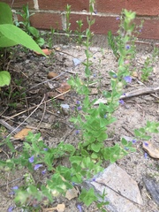 Scutellaria parvula australis