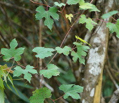 Ampelopsis glandulosa heterophylla