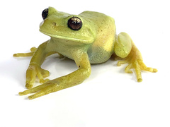 Aplastodiscus perviridis