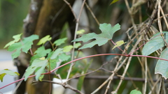 Ampelopsis glandulosa heterophylla