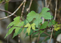 Ampelopsis glandulosa heterophylla