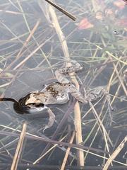 Physalaemus carrizorum