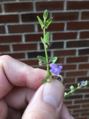 Scutellaria parvula australis
