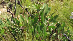 Protea foliosa