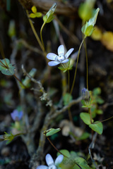 Comastoma pulmonarium