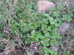 Oxalis bowiei
